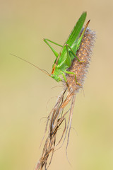 the great green bush-cricket - Tettigonia viridissima