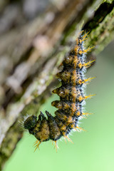 Caterpillar of Nymphalis polychloros - Large tortoiseshell