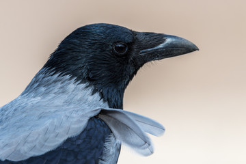 The carrion crow (Corvus corone)