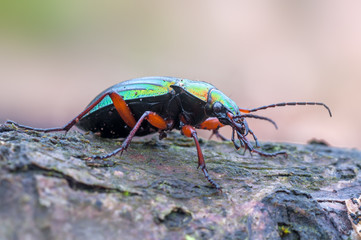 ground beetle - carabus auronitens