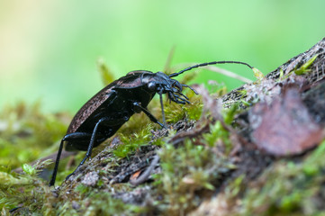 ground beetle - Carabus granulatus