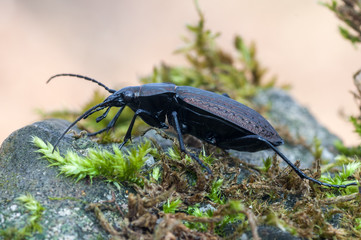 ground beetle - Carabus granulatus