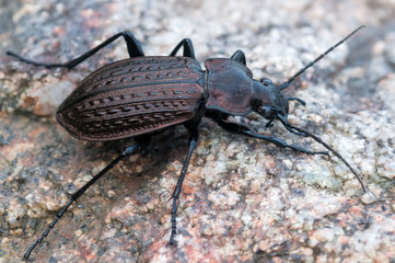 ground beetle - Carabus granulatus