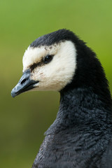 The barnacle goose (Branta leucopsis)