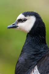 The barnacle goose (Branta leucopsis)