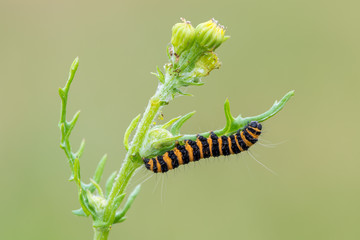 caterpillar of cinnabar moth (Tyria jacobaeae)