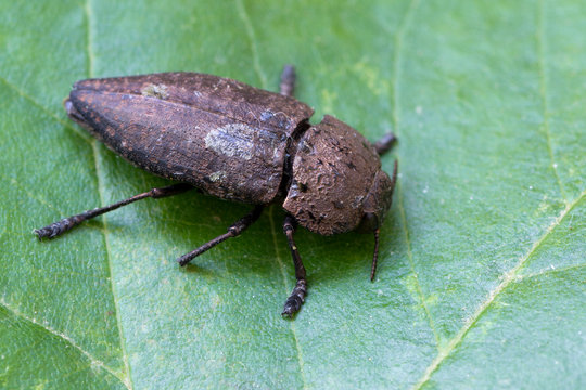 metallic wood-boring beetle - Capnodis tenebricosa