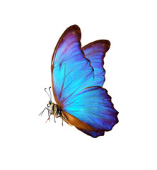 bright colorful morpho butterfly isolated on white
