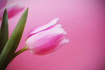 Fototapeta premium Colorful pink, fucsia Valentines background. Pink tulip flower on the pink background. Spring time, copy space for text.