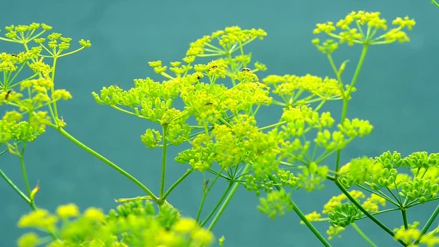 Inflorescence of a yellow flower dill against a blue background close-up