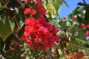Blumen Teneriffa