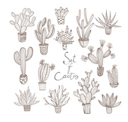 Collection of hand drawn cactus in a pots. Vector plants elements. 