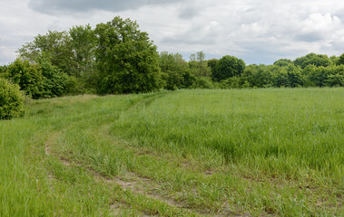 The nature of Belarus. Summer meadow with lush green grass