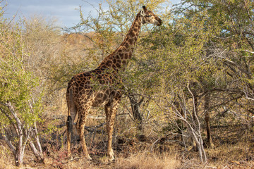 Giraffe 18