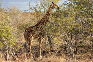 Giraffe 18