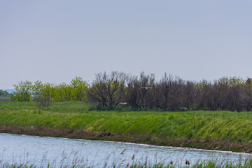 along the park of the delta of the po