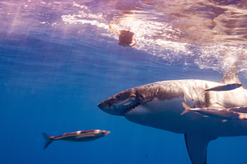 Great white shark displaying a deep wound to it's face fcaused by another white shark