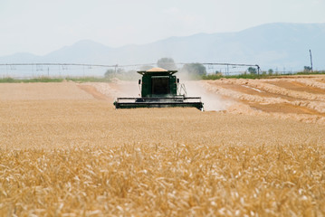 Grain Harvest