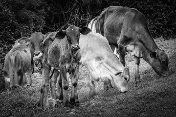 Ox in the herd looking at the camera, black and white shot. Sao Paulo's countryside, Brazil.