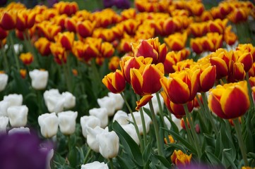 Field of colorful tulips in spring