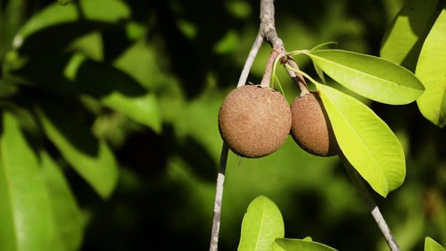 tropical fruit sapodilla on tree branch. Tropical plant sapodilla with brown fruits and green leaves
