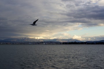 Seagull is flying over the sea at Ambracian gulf in city of Preveza after a heavy storm has gone in a cloudy day background view of mountains with snow and sailing boats moored at a marina in Aktion