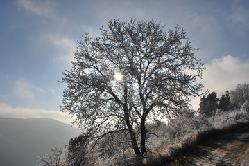 Behind the trees