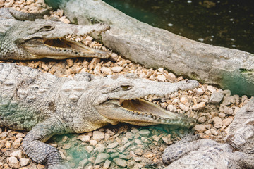 cocodrilo