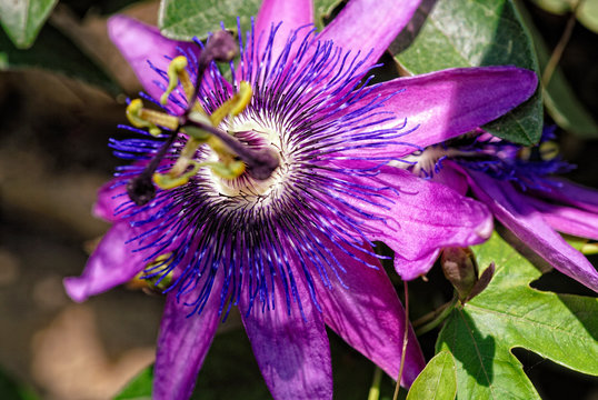 A beautiful passiflora