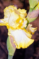 A beautiful iris