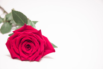 Red rose flower with leaves on a white background.