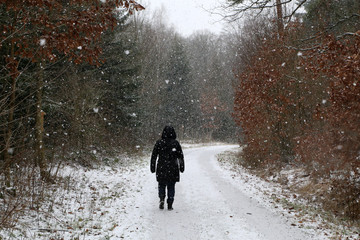 The first snow fell in winter forest