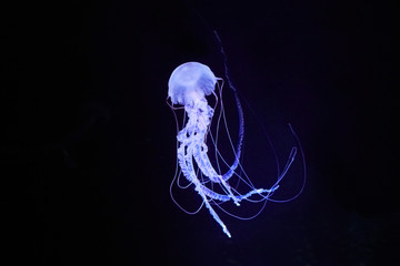 Fototapeta premium Pięknie oświetlona meduza kompasowa