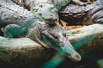lagarto