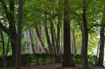 Fototapeta premium trees on the bank of the Chattahoochee river