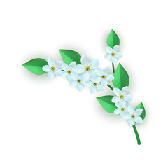 Vector illustration of floral composition with branch of white cherry or apple flowers with green leaves in flat style isolated on white background - beautiful element for romantic natural design.