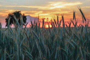Beautiful unusual landscape of a lonely tree in the middle of a field with spikelets during sunset