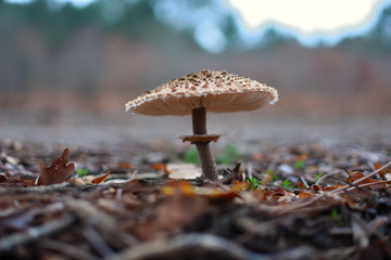 gros plan sur un champignon
