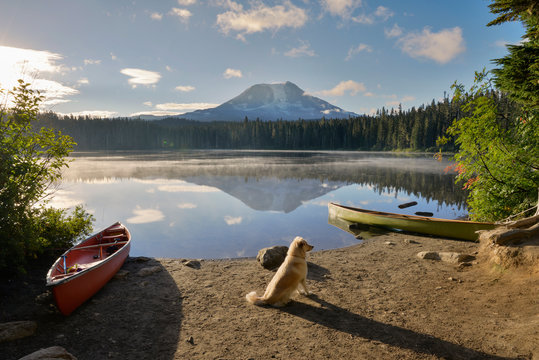 Dog sitting at lakeshore against sky