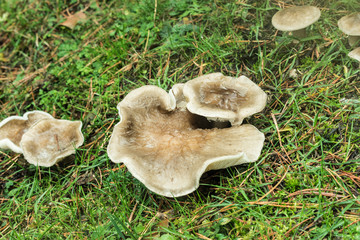 mushroom detail in mountain forest