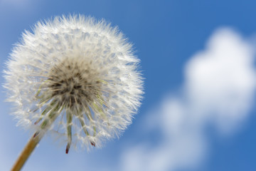 Dandelion against the sky with clouds.