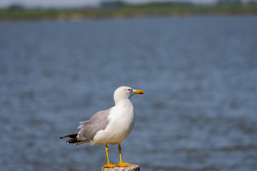 Wildlife in delta of the Po river