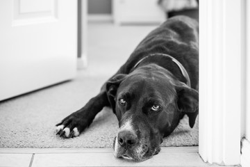 black dog lying on the ground at home