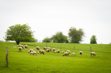 Fototapeta premium Brebis et agneaux se promènent dans une prairie au printemps