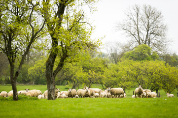 Brebis et agneaux se promènent dans une prairie au printemps