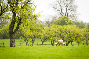 Brebis et agneaux se promènent dans une prairie au printemps