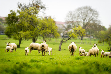 Fototapeta na wymiar Brebis et agneaux se promènent dans une prairie au printemps