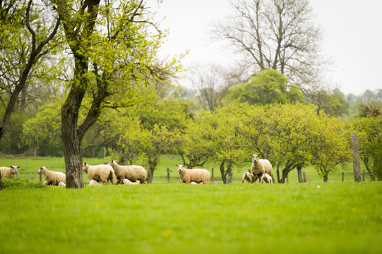 Brebis et agneaux se promènent dans une prairie au printemps