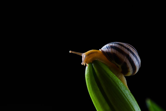 Close up of snail on plant