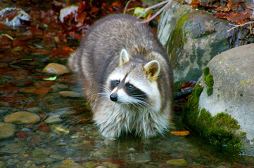 racoon standing in a small creek